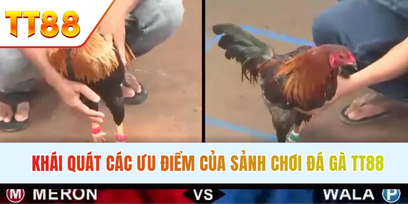 hồi hộp, gay cấn chính là đặc điểm thu hút của đá gà