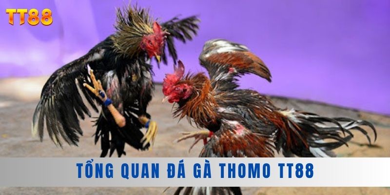 Tổng quan đá gà Thomo